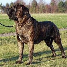 Bullmastiff Harley