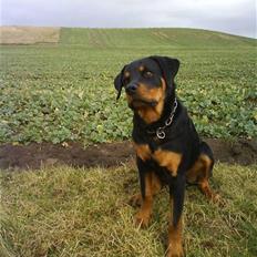 Rottweiler Bernard.