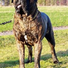 Bullmastiff Harley