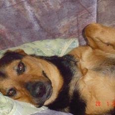 Blanding af racer sasha r.i.p