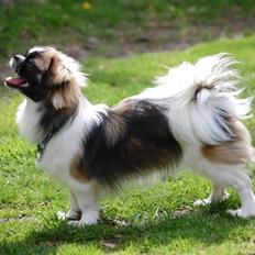 Tibetansk spaniel Frida (Shangri-La)