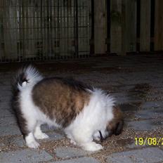 Tibetansk spaniel Frida (Shangri-La)