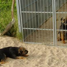 Border terrier Blue Fox