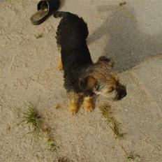 Border terrier Blue Fox