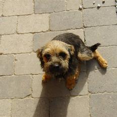 Border terrier Blue Fox