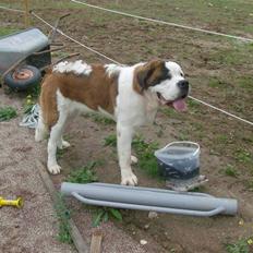 Sankt bernhardshund Berta