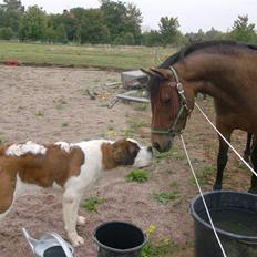 Sankt bernhardshund Berta