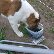 Sankt bernhardshund Berta