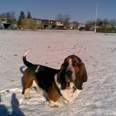 Basset hound bastian RIP <3
