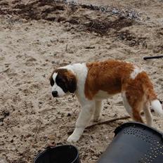 Sankt bernhardshund thor