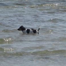 Dansk svensk gaardhund pjokke