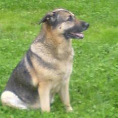 Schæferhund Bella R.I.P. [ 02-05-2010 ]