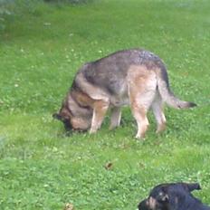 Schæferhund Bella R.I.P. [ 02-05-2010 ]