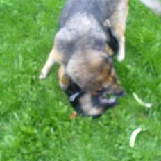 Schæferhund Bella R.I.P. [ 02-05-2010 ]