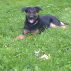 Blanding af racer fie 