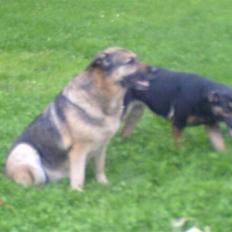 Blanding af racer fie 