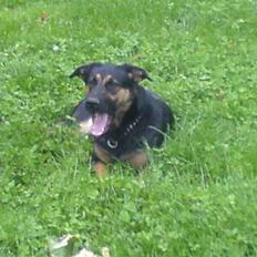 Blanding af racer fie 