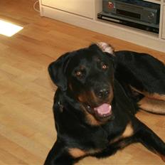 Beauceron Bailey