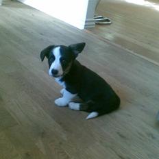 Welsh corgi cardigan Faarup Eija (Sprocket)