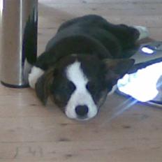 Welsh corgi cardigan Faarup Eija (Sprocket)