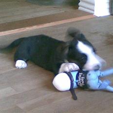 Welsh corgi cardigan Faarup Eija (Sprocket)