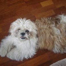 Shih tzu Jason R.I.P. <3