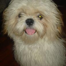 Shih tzu Jason R.I.P. <3