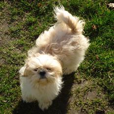 Shih tzu Jason R.I.P. <3