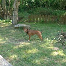 Blanding af racer gismo (R.I.P)