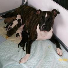 Amerikansk staffordshire terrier Figgi