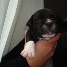 Staffordshire bull terrier Xena