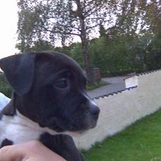 Staffordshire bull terrier Xena