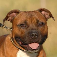 Staffordshire bull terrier Angelicstaff Cool Cash