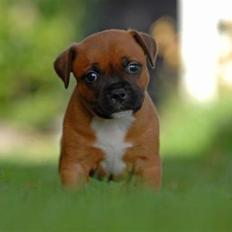 Staffordshire bull terrier Angelicstaff Cool Cash