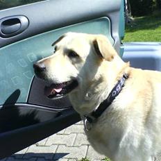 Labrador retriever Tusse