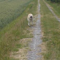Labrador retriever Tusse