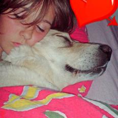 Labrador retriever Tusse