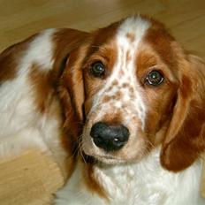 Welsh springer spaniel Enya