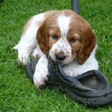 Welsh springer spaniel Enya