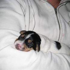 Dansk svensk gaardhund Gaby