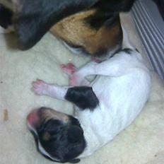 Dansk svensk gaardhund Gaby