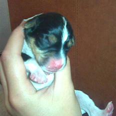 Dansk svensk gaardhund Gaby