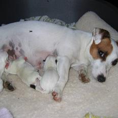 Jack russell terrier Hvalpe 26-08-08