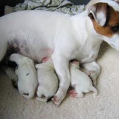 Jack russell terrier Hvalpe 26-08-08