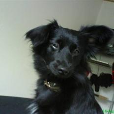 Blanding af racer Scheena