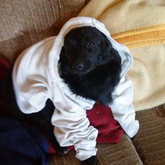 Blanding af racer Scheena