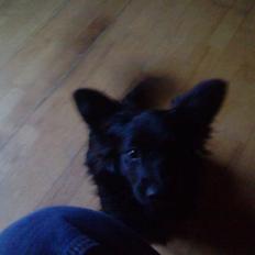 Blanding af racer Scheena