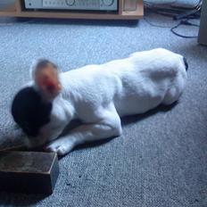 Fransk bulldog Mummi(solgt)