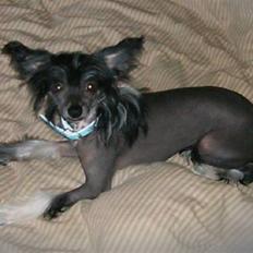 Chinese crested hårløs Mexi Sadie-Liv