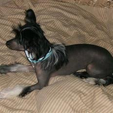 Chinese crested hårløs Mexi Sadie-Liv